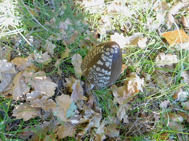 4 Fotogr.il 18.12.2021 sotto Leccio